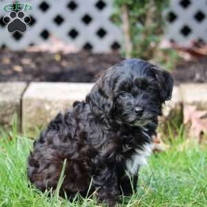 Silas, Cavapoo Puppy
